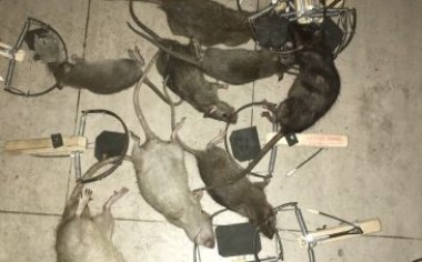 Dịch vụ diệt chuột Phòng khám đa khoa Hồng Phong